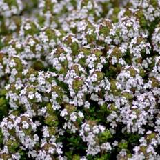 Havetimian 'Compactus'