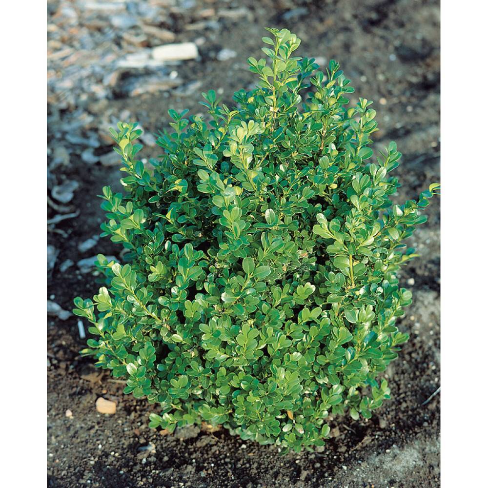 HÄCK BUXBOM FAULKNER 15-20CM 100-PACK KRUKODLAD