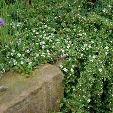 Dværgmispel (Cotoneaster dammeri 'Rami')