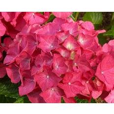 Hydrangea Bella ® 5 L Potte