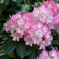 Rododendron (Storlek: 30-40 C5)