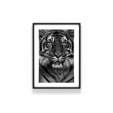 Tiger Poster - 50x70cm 230g matt fotopapper Posters & prints Flerfärgad