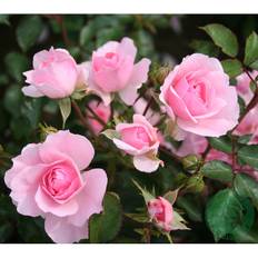 Buskros Bonica Barrot Rosa 5-Pack