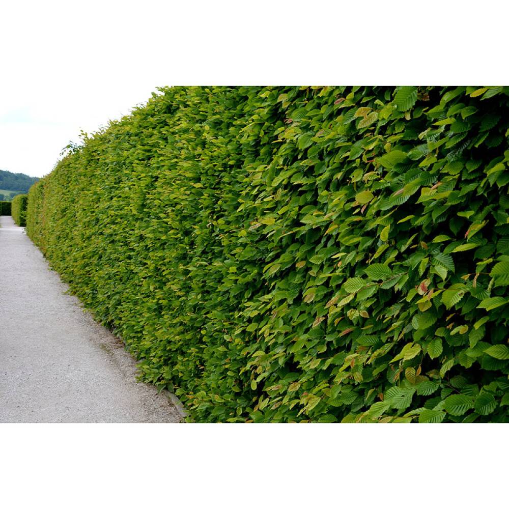 HÄCK AVENBOK 30-50CM 100-PACK BARROT