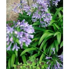 Agapanthus ‘ Blå’