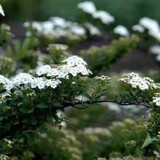 Snedrivebusk (Spiraea nip. 'Snowmound') 60-100 cm