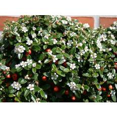 UDSOLGT Cotoneaster ‘Coral Beauty’ – Dværgmispel