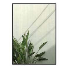 Plakat - Sunny Strelitzia Plakat - Str:40 x 50 Cm - Incado