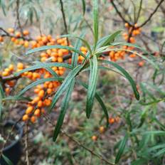 Havtorn Leikora 30-60 cm. - Hunplante - Bundt Med 10 Stk. Barrodsplanter - Hippophae rhamnoides Leikora