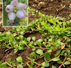 Melbærris (Arctostaphylos uva-ursi)