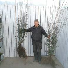 Ligustrum vulgare 'Liga' (Liguster) Salgshøjde: 150-175 cm  (Barrodet)