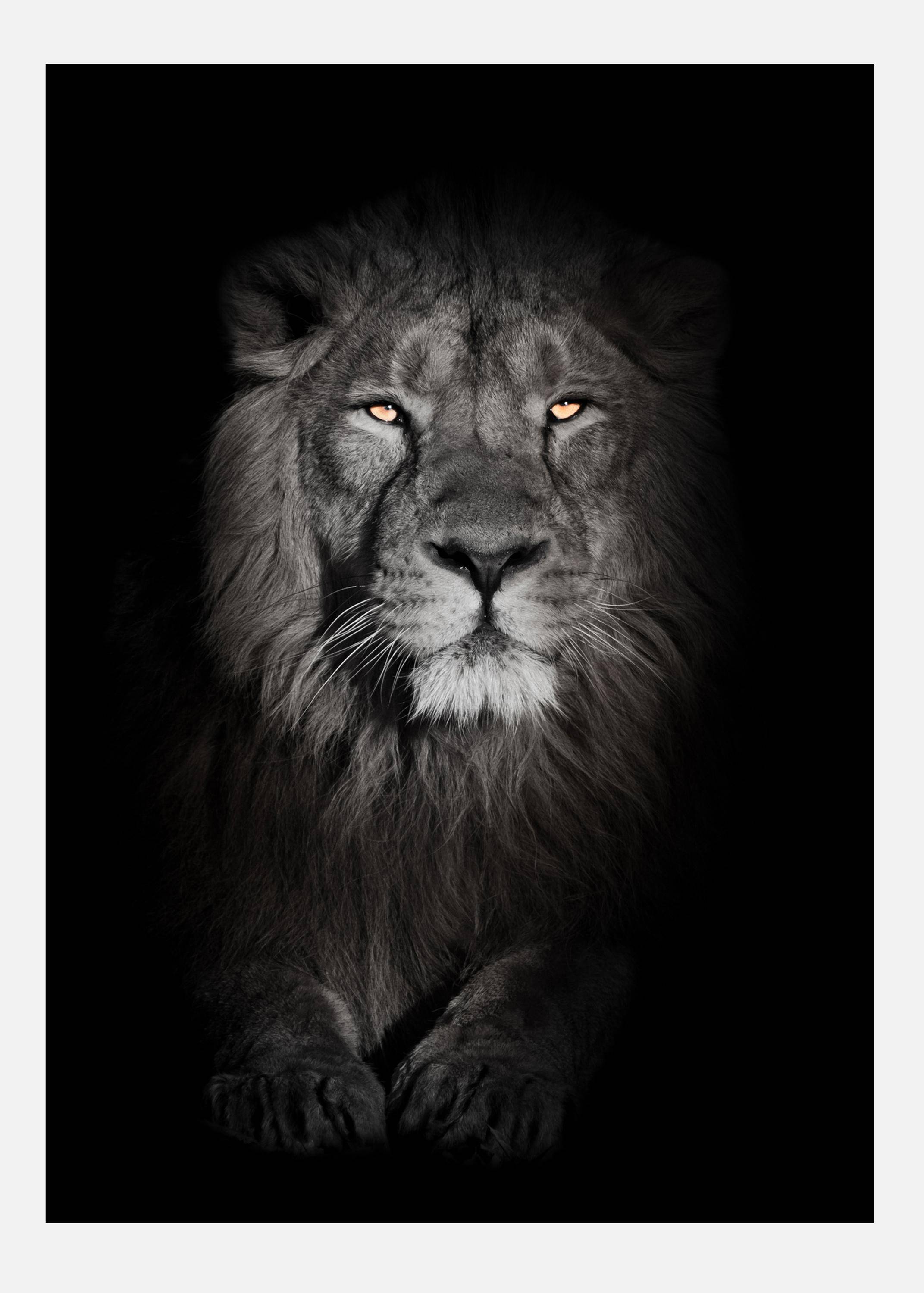 Lion In Black And White Canvastavla (100x140 cm)