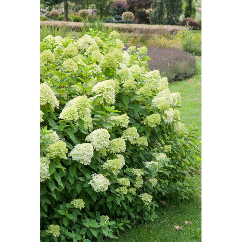 BUSKE VIPPHORTENSIA GRÖN 20-50CM KRUKODLAD 10-PACK