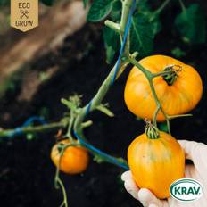 Tomat Coração de Boi laranja, Ekologisk - Solanum lycopersicum Coração de Boi laranja