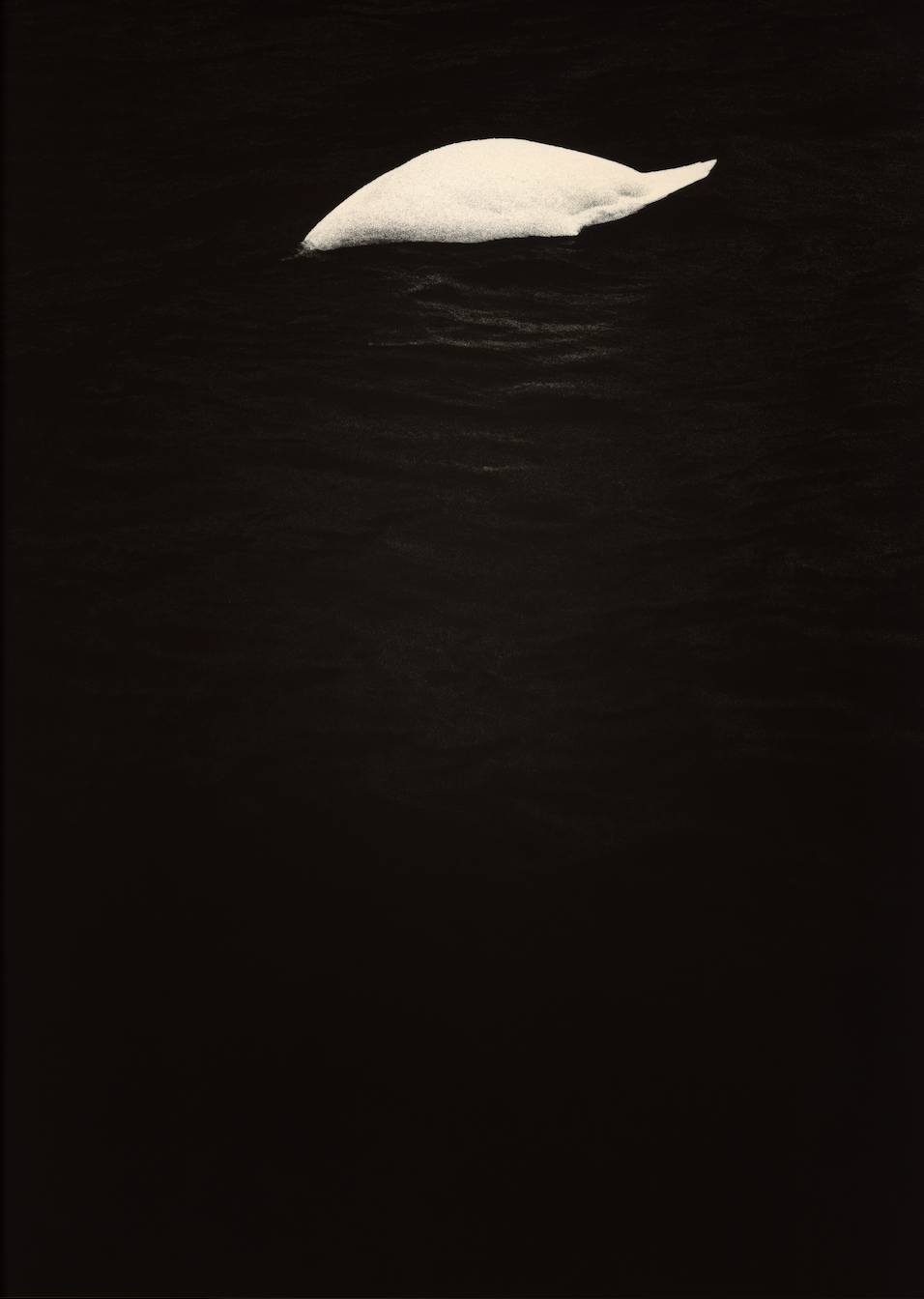 Swan - 50x70 cm (50x70 cm)