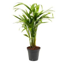 Chrysalidocarpus Lutescens - Areca - Terrarieväxt