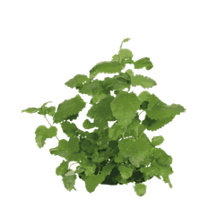 Citronmelisse - 15-25 cm
