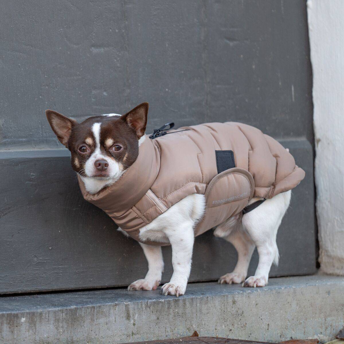 51 Degrees North Edge Vinterjacka till Hund Beige (24cm)