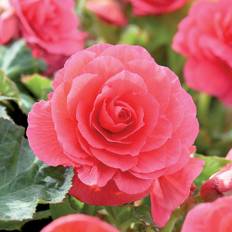 Begonia 'Double Pink' - 3 løg - Rød Begonia