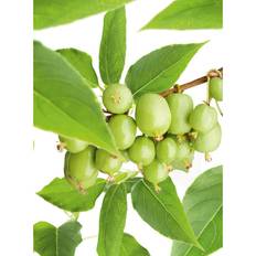 Actinidia minikiwi "Issai" (arguta), 3-pack
