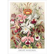 Orchids Poster - Ernst Haeckel | Växtplansch 50x70