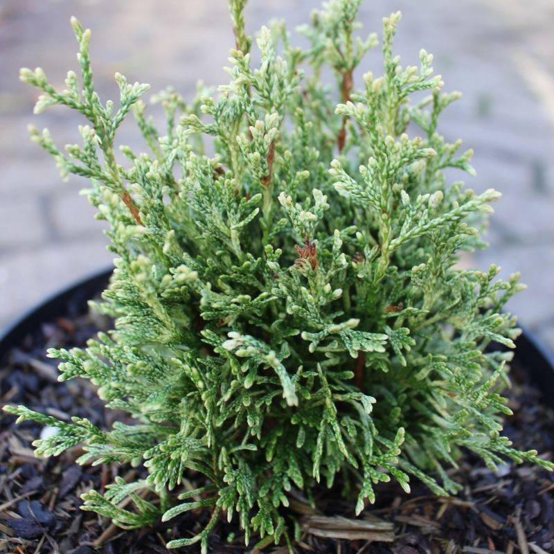 Dværg Thuja (Thuja occidentalis 'Miss Frosty') 10-20 cm