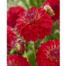 Dahlia Rød - Hullegie