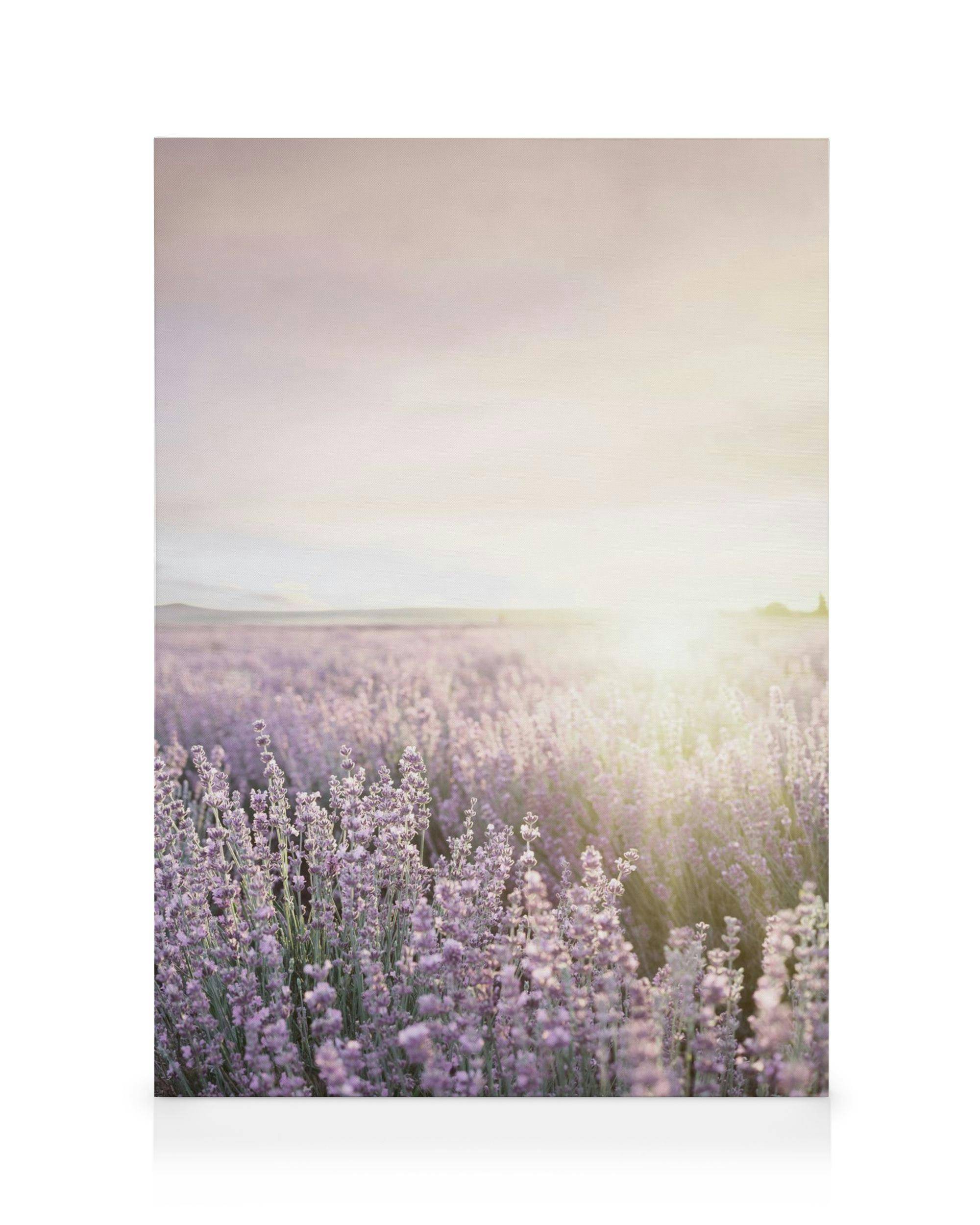 Canvastavlor Lavender Field Canvastavla (50x70 cm - Ekram)