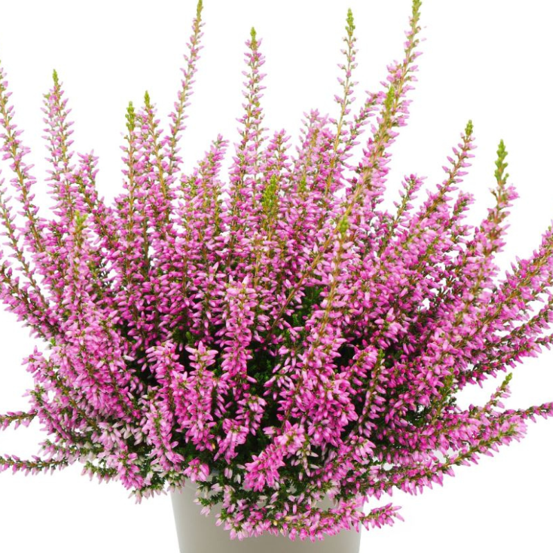 Efterårslyng (Calluna vulgaris 'Mary Louise')