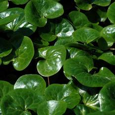 Hasselurt (Asarum europaeum)