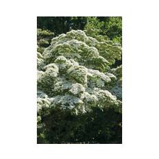 Koreansk blomsterkornell OMNIA GARDEN Cornus kousa 3-pack