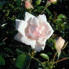 Rose "New Dawn"