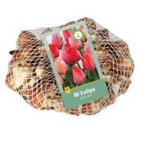 Tulipan 'Red og Pink' mix Net