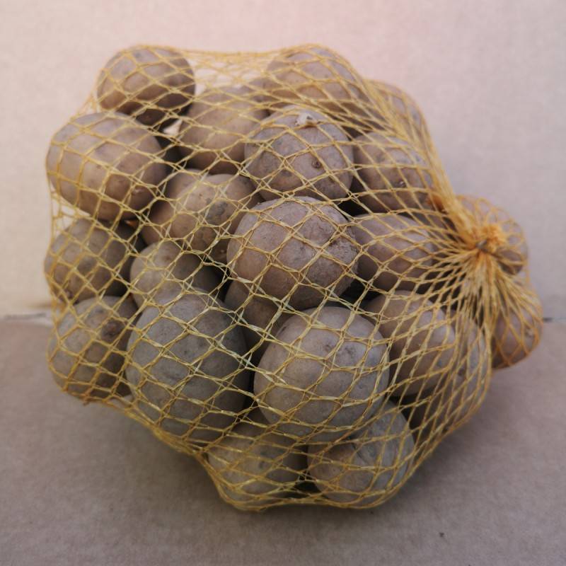 Melody Læggekartofler - 1 Kg. - Middeltidlig.