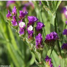 Limonium sinuatum 'Violet', Hindebæger