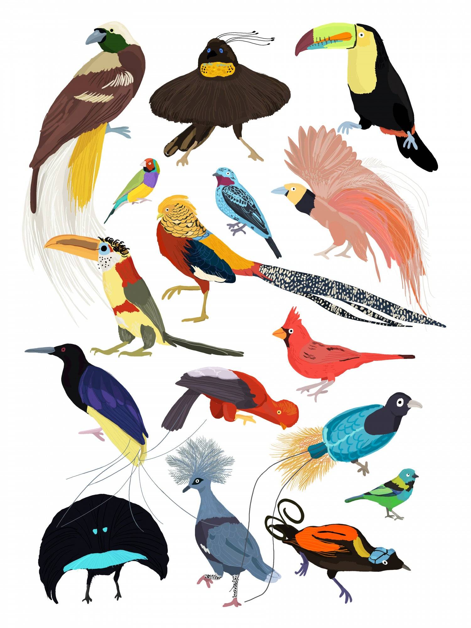 Birds of Paradise Poster och Canvastavla - Poster / 50x70 cm