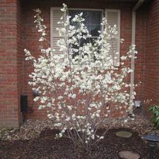 Bærmispel (Amelanchier canadensis 'Rainbow Pillar') 30-60 cm busk