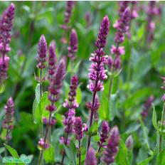 Stäppsalvia 'Caradonna Pink' 15-pack i kruka