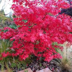 Acer palmatum 'Osakazuki', sol.100-125 co/kl