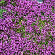 Krybende timian (Thymus praecox 'Coccineus' (serpyllum))