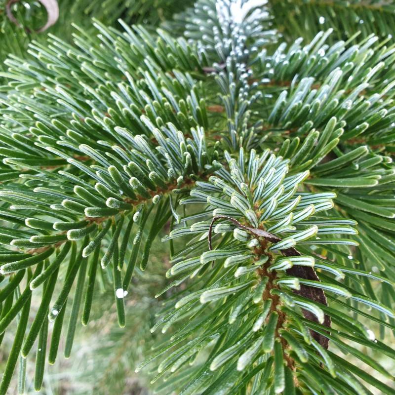 Nordmannsgran 15-30 cm. - Bundt med 10 stk. barrodsplanter - Abies nordmanniana.