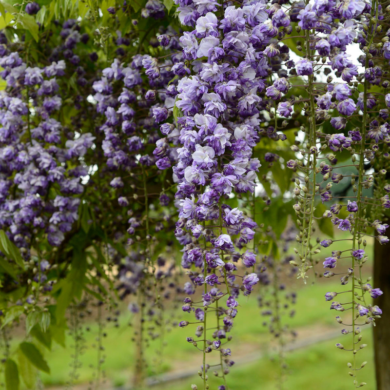 Blåregn (Wisteria venusta 'Grande Diva® Cecilia') 150-200 cm