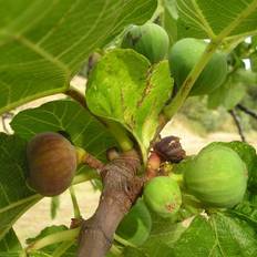 Bornholmsk Figen - Ficus carica Smyrna / Bornholmsk Diamant