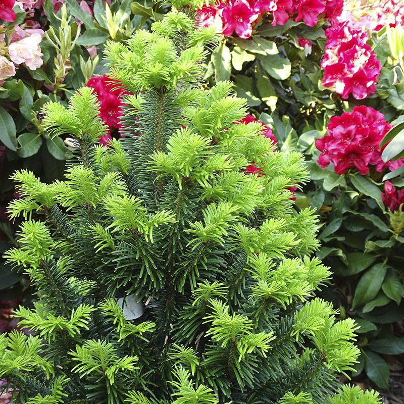Dværg nordmannsgran (Abies nordmanniana 'High tower') 30-50 cm
