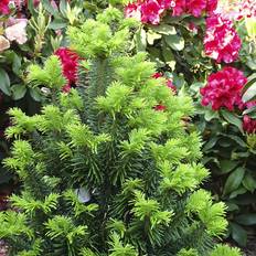 Dværg nordmannsgran (Abies nordmanniana 'High tower') 30-50 cm