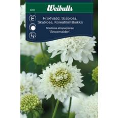 Vädd, prakt- Scabiosa atropurpurea