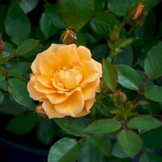 'Flaming Cover'®