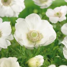 Anemone 'The Bride' - 15 løg - Hvid Anemone