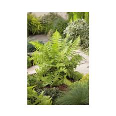 Träjon OMNIA GARDEN Dryopteris filix-mas 3-pack