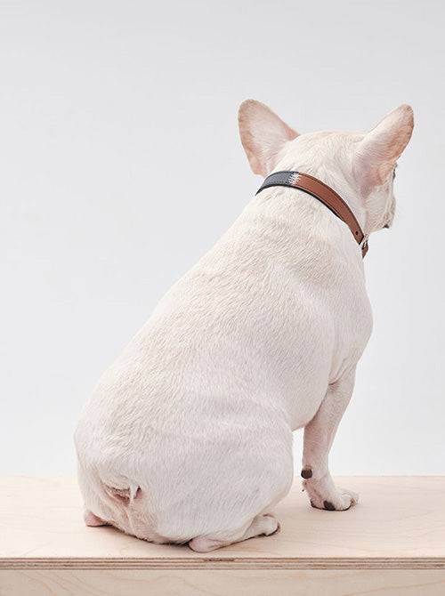 Green & Orange Two-Tone Dog Collar | Durable Nylon Color-Block | PEHOM - L (L)